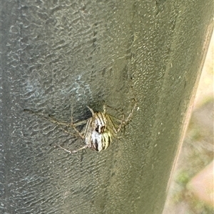 Oxyopes sp. (genus) at Russell, ACT - 15 Nov 2024 02:18 PM