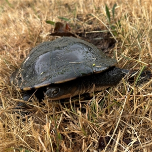 Chelodina longicollis at Lyneham, ACT - 17 Nov 2024