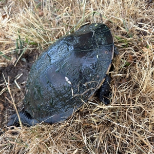 Chelodina longicollis at Lyneham, ACT - 17 Nov 2024 02:10 PM