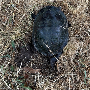 Chelodina longicollis at Lyneham, ACT - 17 Nov 2024