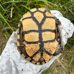 Chelodina longicollis at Lyneham, ACT - 17 Nov 2024