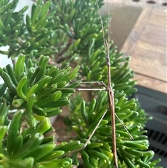 Ctenomorpha marginipennis (Margin-winged stick insect) at Gilmore, ACT - 17 Nov 2024 by Melmo