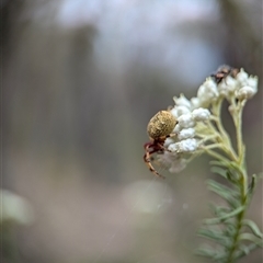 Araneus hamiltoni at Gundary, NSW - 17 Nov 2024 by Miranda