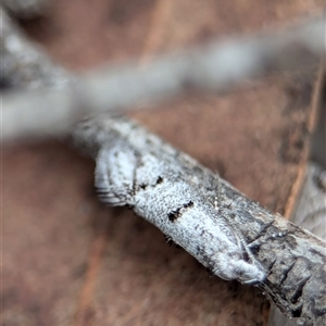 Gelechioidea (superfamily) at Gundary, NSW - 17 Nov 2024 02:17 PM