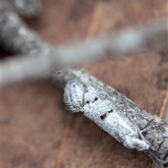 Gelechioidea (superfamily) at Gundary, NSW - 17 Nov 2024