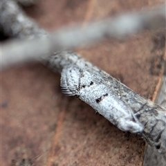 Gelechioidea (superfamily) at Gundary, NSW - 17 Nov 2024