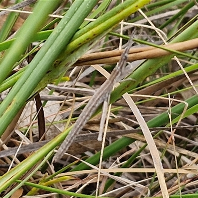 Acrida conica (Giant green slantface) at Gundary, NSW - 17 Nov 2024 by trevorpreston