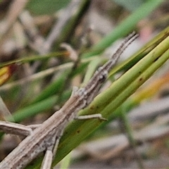 Acrida conica at Gundary, NSW - 17 Nov 2024 02:17 PM