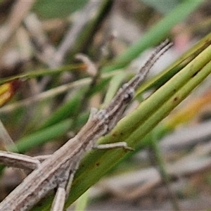 Acrida conica at Gundary, NSW - 17 Nov 2024 02:17 PM