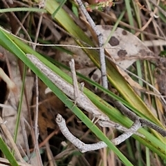 Acrida conica at Gundary, NSW - 17 Nov 2024 02:17 PM