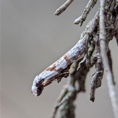 Oxythecta (genus) at Gundary, NSW - 17 Nov 2024 by Miranda