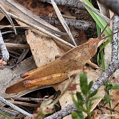 Goniaea carinata (Black kneed gumleaf grasshopper) at Gundary, NSW - 17 Nov 2024 by trevorpreston