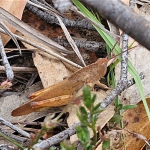 Goniaea carinata at Gundary, NSW - 17 Nov 2024 02:16 PM