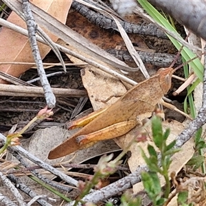 Goniaea carinata at Gundary, NSW - 17 Nov 2024 02:16 PM