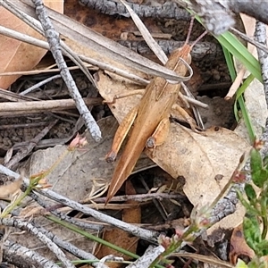 Goniaea carinata at Gundary, NSW - 17 Nov 2024 02:16 PM