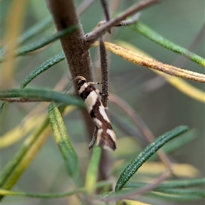 Macrobathra desmotoma at Gundary, NSW - 17 Nov 2024 02:04 PM