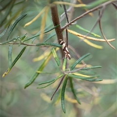 Macrobathra desmotoma at Gundary, NSW - 17 Nov 2024 02:04 PM