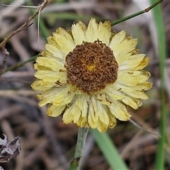 Coronidium scorpioides (Button Everlasting) at Gundary, NSW - 17 Nov 2024 by trevorpreston