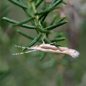 Plutella xylostella at Gundary, NSW - 17 Nov 2024