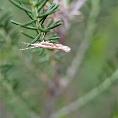 Plutella xylostella at Gundary, NSW - 17 Nov 2024