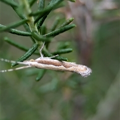 Plutella xylostella at Gundary, NSW - 17 Nov 2024