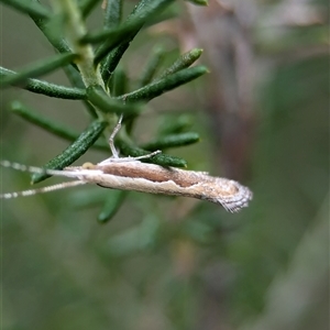 Plutella xylostella at Gundary, NSW - 17 Nov 2024