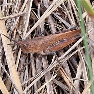 Goniaea opomaloides at Gundary, NSW - 17 Nov 2024 02:13 PM