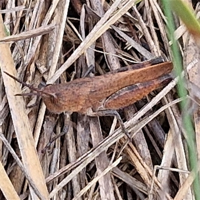 Goniaea opomaloides (Mimetic Gumleaf Grasshopper) at Gundary, NSW - 17 Nov 2024 by trevorpreston