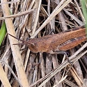 Goniaea opomaloides at Gundary, NSW - 17 Nov 2024