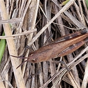 Goniaea opomaloides at Gundary, NSW - 17 Nov 2024