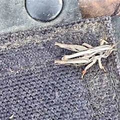 Caledia captiva (grasshopper) at Gundary, NSW - 17 Nov 2024 by trevorpreston