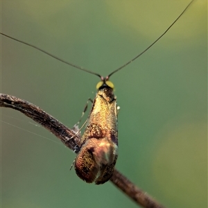 Nemophora (genus) at Bungonia, NSW - 17 Nov 2024