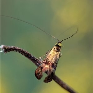 Nemophora (genus) at Bungonia, NSW - 17 Nov 2024