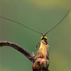 Nemophora (genus) at Bungonia, NSW - 17 Nov 2024