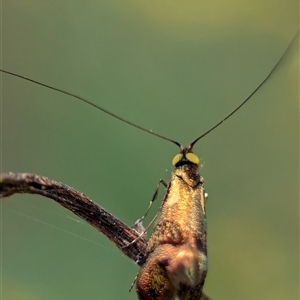 Nemophora (genus) at Bungonia, NSW - 17 Nov 2024