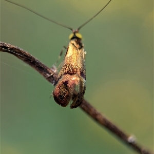 Nemophora (genus) at Bungonia, NSW - 17 Nov 2024