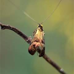 Nemophora (genus) at Bungonia, NSW - 17 Nov 2024