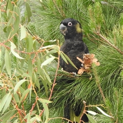 Zanda funerea (Yellow-tailed Black-Cockatoo) at Kambah, ACT - 16 Nov 2024 by HelenCross