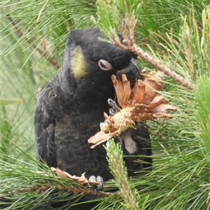 Zanda funerea at Kambah, ACT - 17 Nov 2024