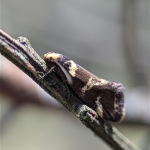 Isomoralla eriscota at Bungonia, NSW - 17 Nov 2024