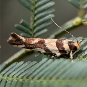 Macrobathra desmotoma at Bungonia, NSW - 17 Nov 2024