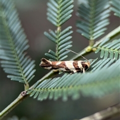 Macrobathra desmotoma at Bungonia, NSW - 17 Nov 2024 10:30 AM