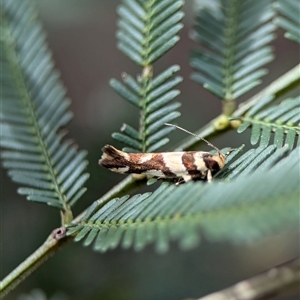 Macrobathra desmotoma at Bungonia, NSW - 17 Nov 2024