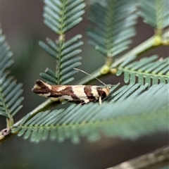 Macrobathra desmotoma at Bungonia, NSW - 17 Nov 2024