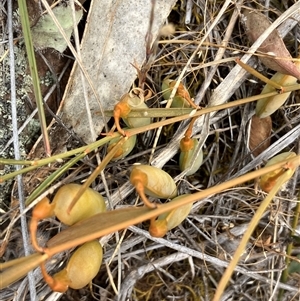 Templetonia stenophylla at Fentons Creek, VIC by KL