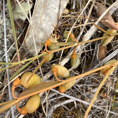 Templetonia stenophylla at Fentons Creek, VIC - 17 Nov 2024 by KL