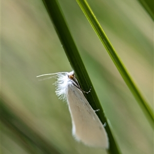 Tipanaea patulella at Bungonia, NSW - 17 Nov 2024