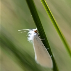 Tipanaea patulella at Bungonia, NSW - 17 Nov 2024