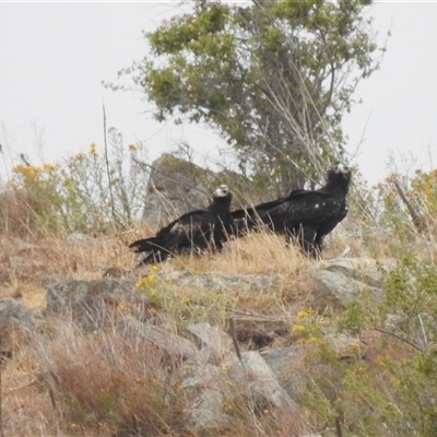 Aquila audax (Wedge-tailed Eagle) at Kambah, ACT - 17 Nov 2024 by HelenCross