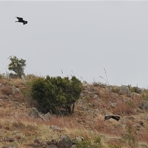 Aquila audax at Kambah, ACT - 17 Nov 2024 10:43 AM